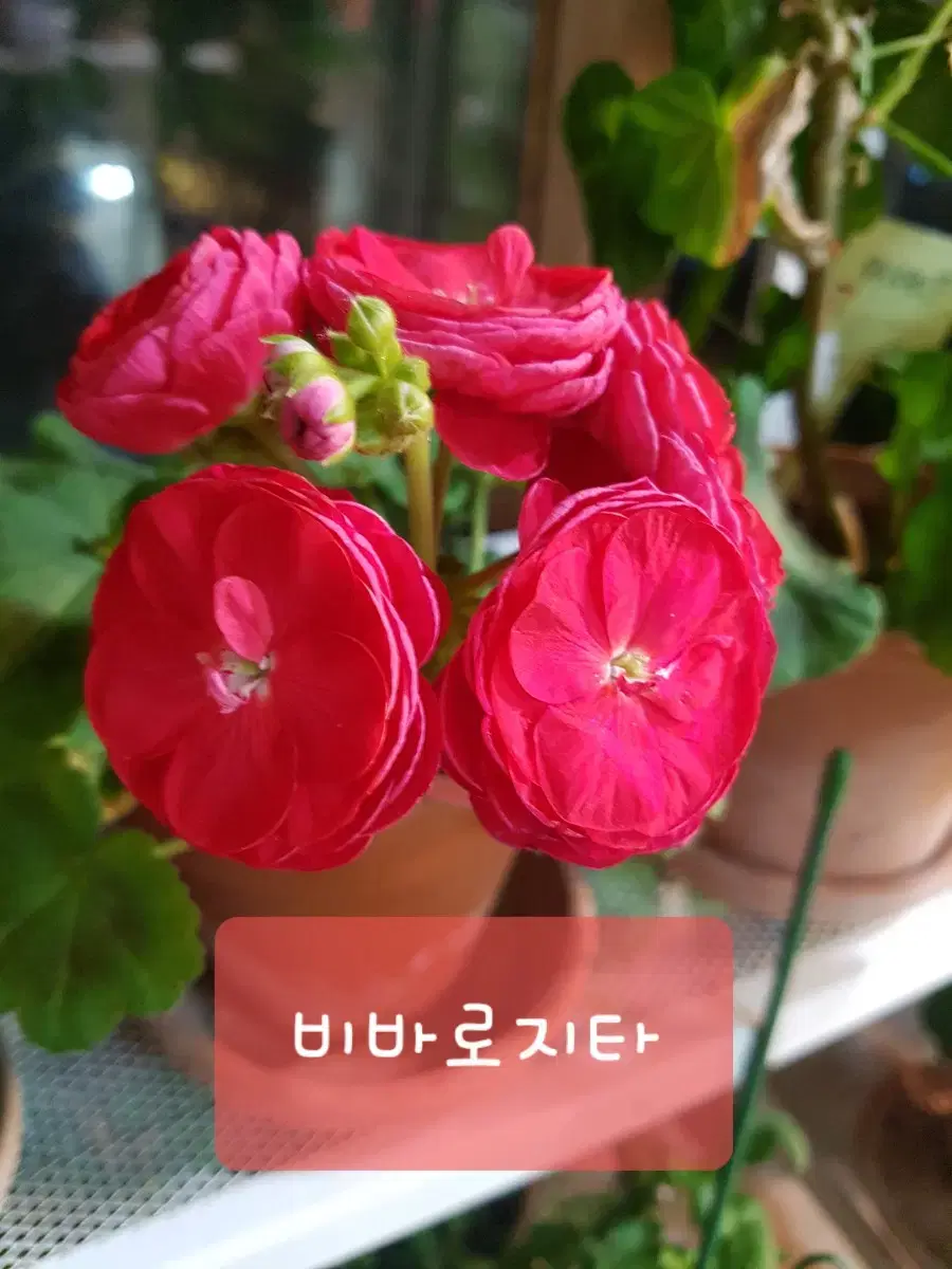 비바로지타 제라늄